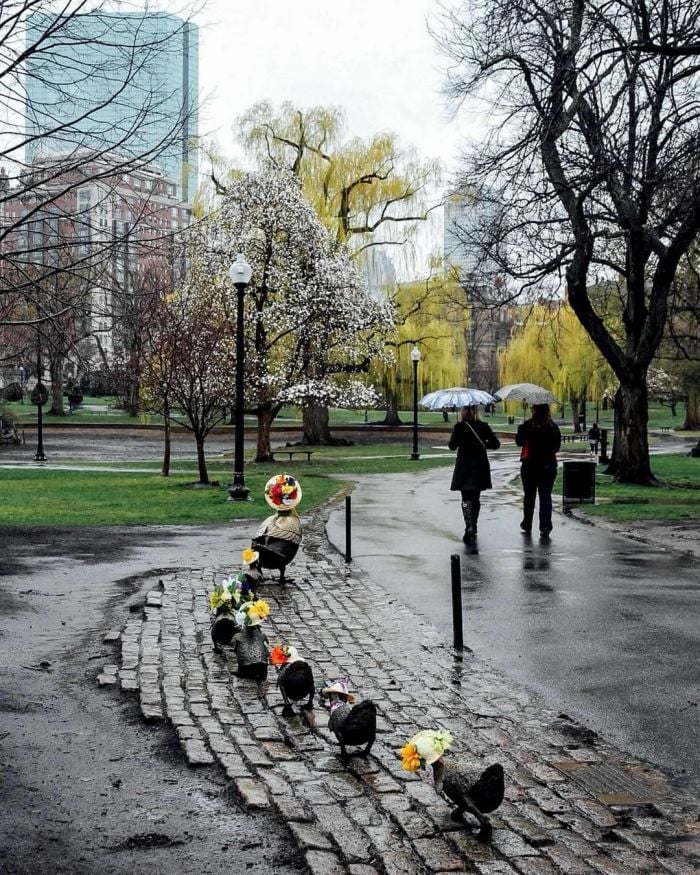 boston rainy day ducks